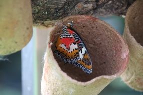 beautiful multi-colored butterfly,insect