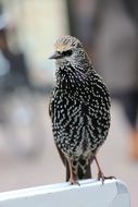 Bird with beautiful plumage