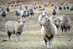 flock of cute, beautiful and colroful sheeps on the field