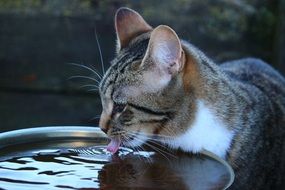 cat drinks water