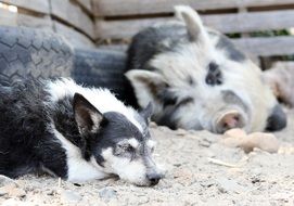 the dog and the pig are sleeping together in the paddock on the farm