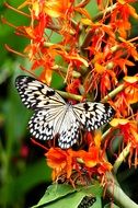 Tree Nymph Butterfly on orange blooming flowers