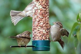 Sparrows in the garden