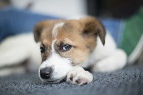 Cute little brown and white dog