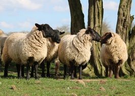 farm sheep in spring