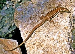 endemic brown Lizard on stone Wall