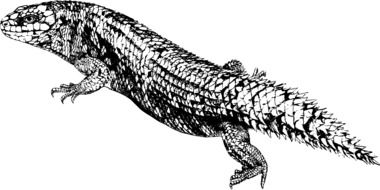painted Australian reptile