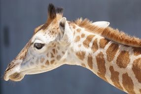 profile of a young giraffe at the zoo