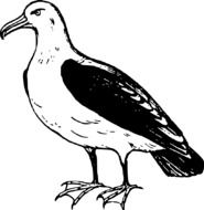 Albatross black and white sketch