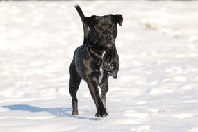 running patterdale terrier in the snow on a sunny day