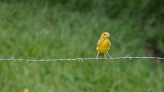 Birds Forest