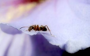 Ant on purple petal, macro