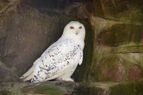 white owl stands on a stone