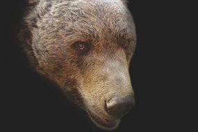 head of a brown bear