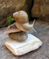 snail on stacked stones