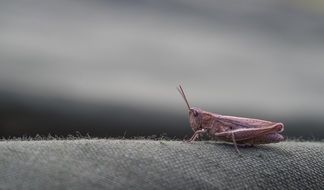 grasshopper on a branch in macro photography