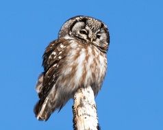 Boreal owl outdoors