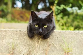 black cat sitting on the wall