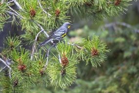 perched yellow-rumped warble