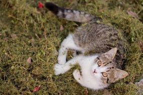 Cat on the grass