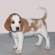 cute red and white little puppy