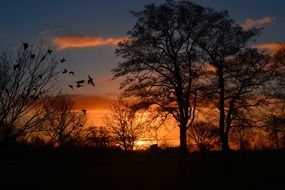 sunrise in the orange sky behind the trees