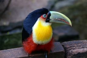 beautiful toucan in Brazil
