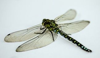 filigreed dragonfly on a white background