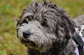 portrait of a furry curly dog