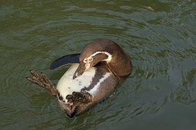 Penguin lays on his back in Water