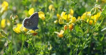 blue butterfly on Spring Meadow