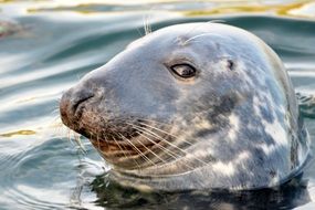 Seal smile