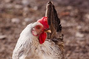 white chicken on a farm
