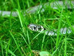 snake among green grass