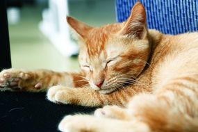 Cat Meng Chong Sleep