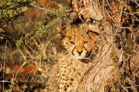 Leopard Spots Cub