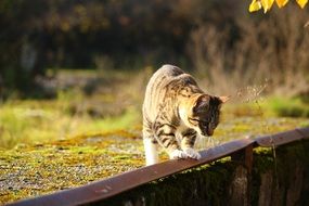 domestic cat in nature