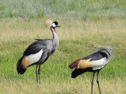 african birds in the grass