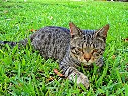 domestic cat lying on grass