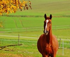 brown horse on the green pasture in autumn