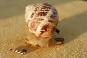 Cantareus Aspersus snail