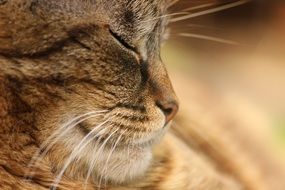 Satisfied Brown cat sleeping Macro