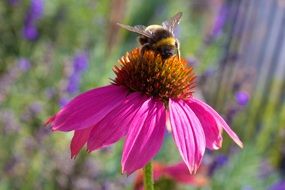 bee pollinating echinacea flower