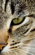 photo of a tabby cat with green eyes