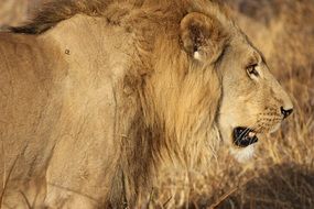 picture of the lion in nature