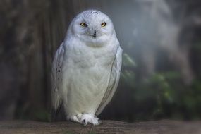 white owl is sitting on a tree branch on a blurred background