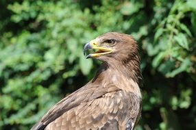 cute lovely Adler Raptor