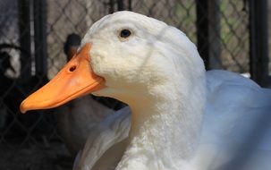 white goose is sitting in a cage