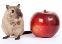 little mouse and red apple