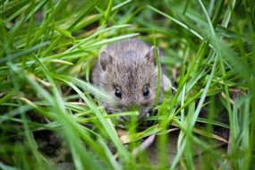 little gray mouse among green grass
